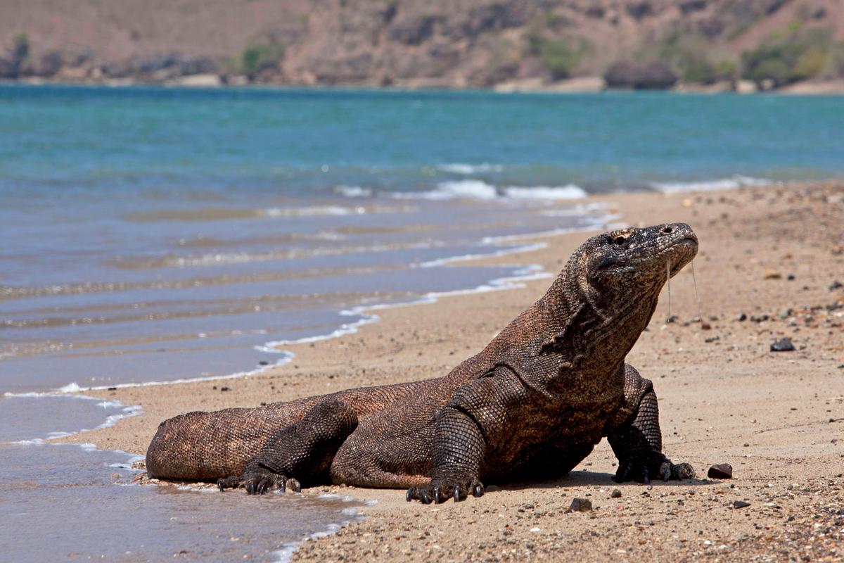 Komodo, Indonesia
